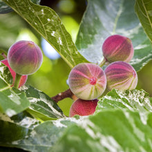 Load image into Gallery viewer, Fig Tree diffusible scent oil the dark rich, and mildly sweet fruit fragrance entertwines with the woody tree notes available in 3 sizes from ScentFluence