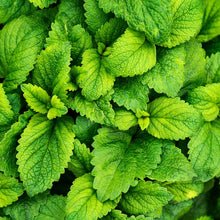 Load image into Gallery viewer, Mint Focus | diffuser oil | home fragrance