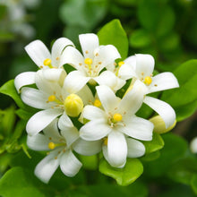 Load image into Gallery viewer, White Floral Ginger