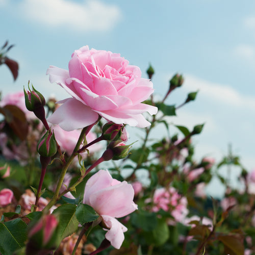 Natural Rose | diffuser oil | home fragrance