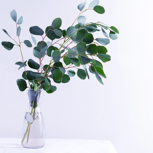 Clear Eucalyptus | diffuser oil | home fragrance