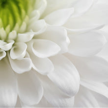 Load image into Gallery viewer, White Floral Ginger | diffuser oil | home fragrance