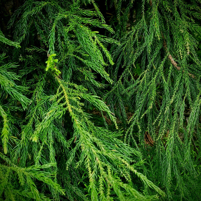 Spruce home scent oil by ScentFluence