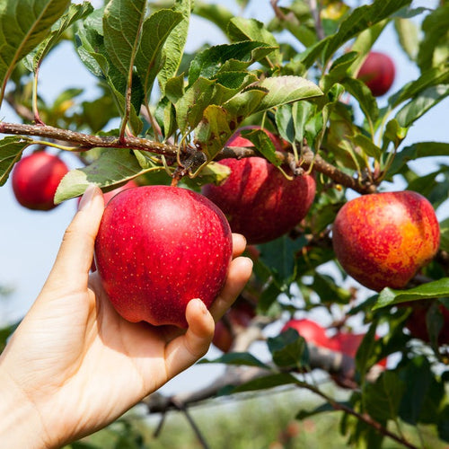 Picking an apple off a tree
