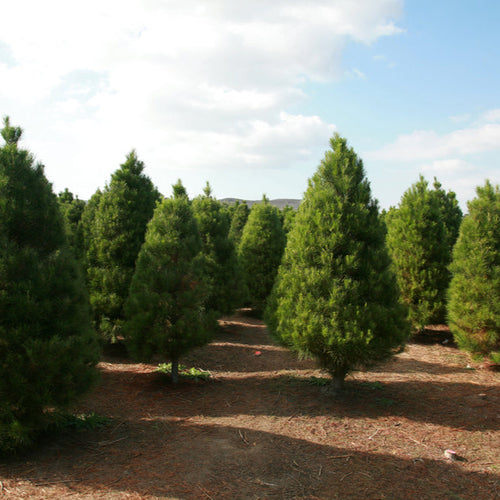 Douglas Fir tree farm