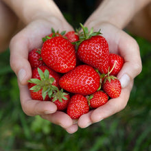 Load image into Gallery viewer, Handful of fresh strawberries