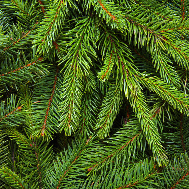 close of branches of winter holiday tree