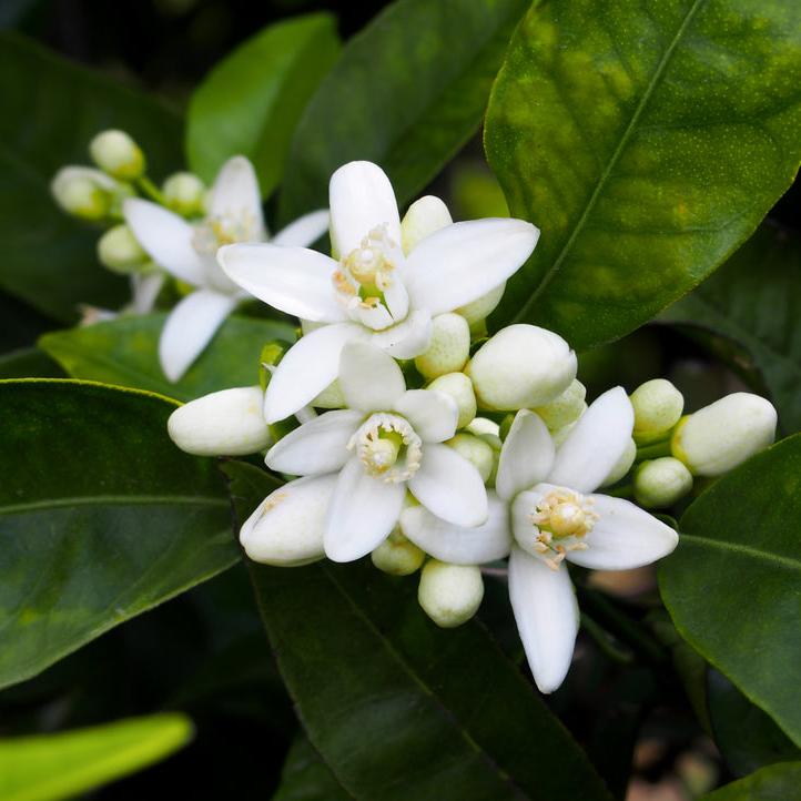 Orange Blossom | diffuser oil | home fragrance