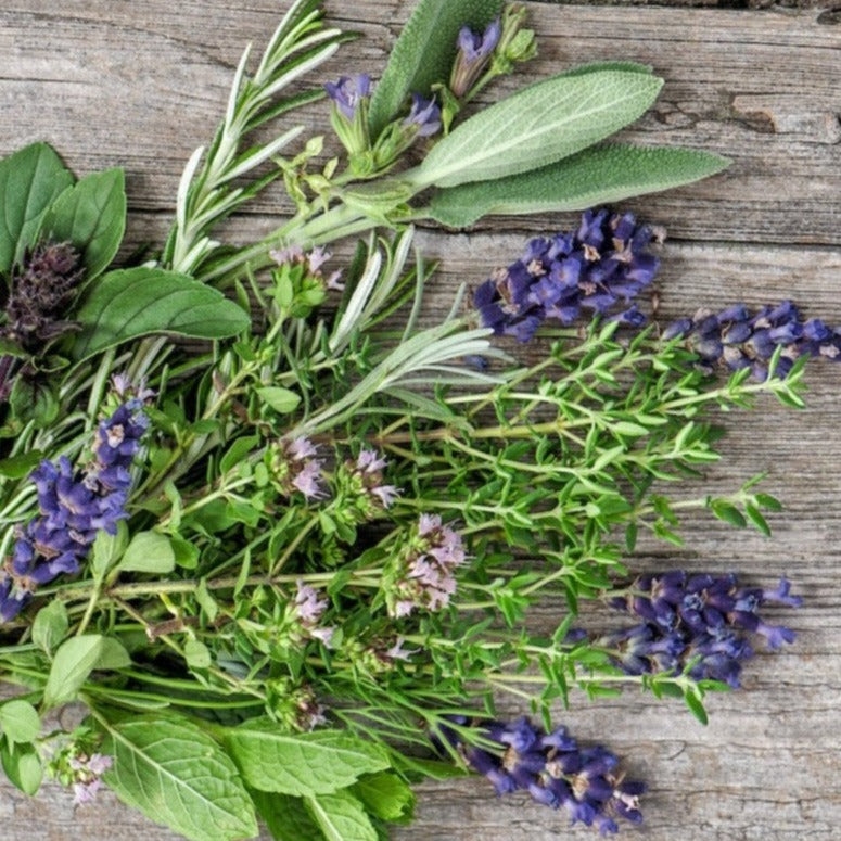 lavender basil plant Lavender Basil | Home Fragrance Diffuser Oil – SCENTFLUENCE