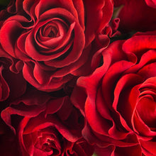 Load image into Gallery viewer, Red Roses