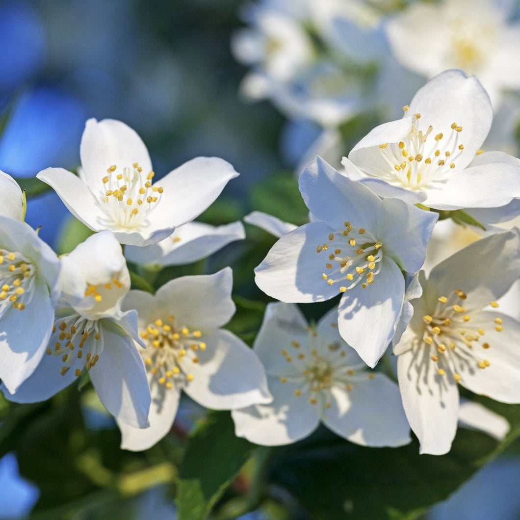 White Jasmine