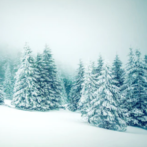 Winter Pine | diffusible scent oil