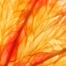 Load image into Gallery viewer, Sensual Citrus diffusible scent oil for home diffusers available at Scentfluence 