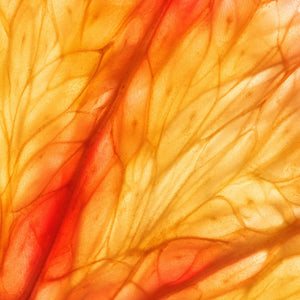 Sensual Citrus diffusible scent oil for home diffusers available at Scentfluence 