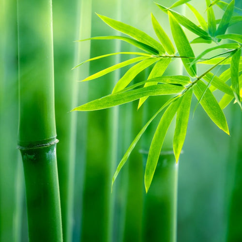 White Bamboo | diffuser oil | home fragrance