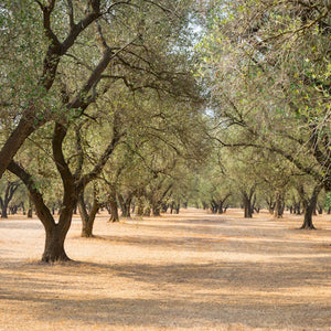 Olive Grove | diffusible scent oil