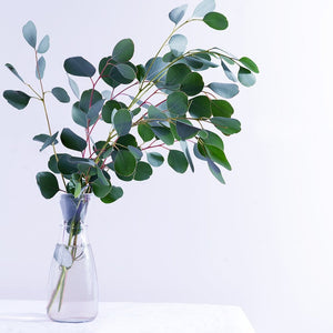 Clear Eucalyptus | diffusible scent oil