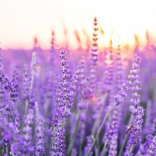 Load image into Gallery viewer, Lavender Leaves scent oil from ScentFluence