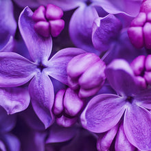 Load image into Gallery viewer, Lilac + Linen ScentFluence Scent Oil Pair the gentle spring scent of Lilac with a clean  of crisp linen scent and your certain to find peace